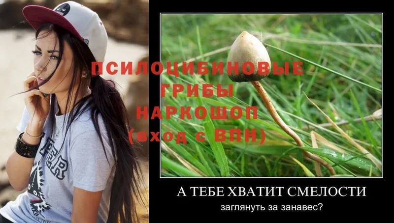 Псилоцибиновые грибы Psilocybe  Дегтярск 